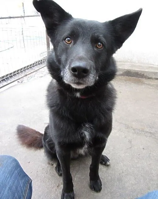 Dyzio - młody i pękny pies do adopcji!, mazowieck