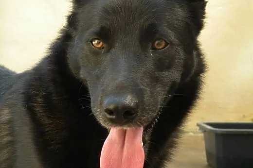 Dyzio - młody i pękny pies do adopcji!,  mazowieck