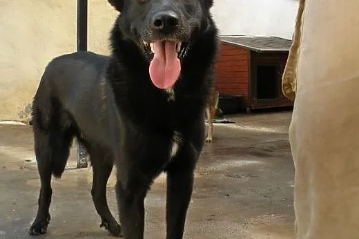 Dyzio - młody i pękny pies do adopcji!,  mazowieck