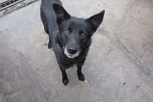 Dyzio - młody i pękny pies do adopcji!,  mazowieck