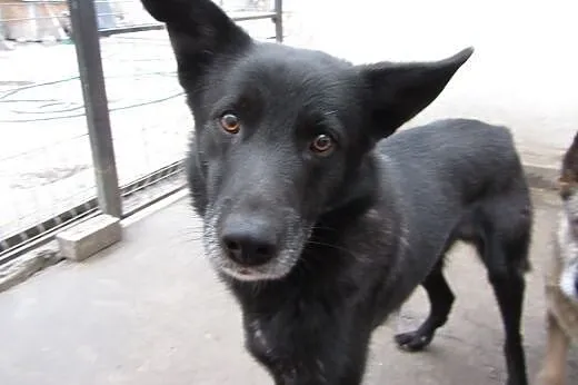 Dyzio - młody i pękny pies do adopcji!,  mazowieck