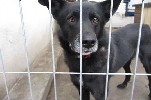 Dyzio - młody i pękny pies do adopcji!,  mazowieck