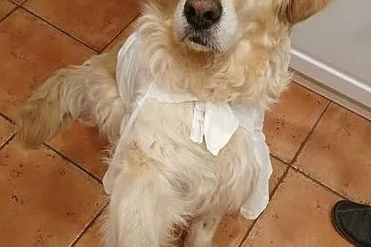 Zara - goldenka szuka domu!, , Szczekociny