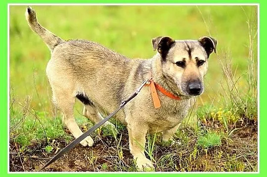 18 kg, krótkie łapki, masywna budowa,łagodny,spoko