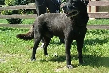 Czarny pies w typie labradora szuka domu