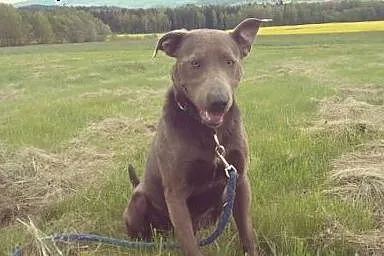 Nero-psiak pełen wigoru czeka na dom!,  dolnośląsk