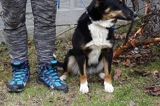 Gaja roczna kochająca ludzi i świat sunia szuka ws