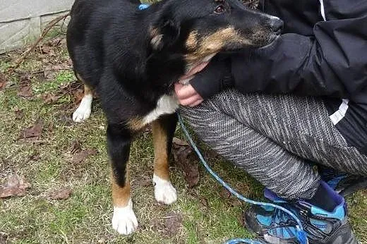 Gaja roczna kochająca ludzi i świat sunia szuka ws