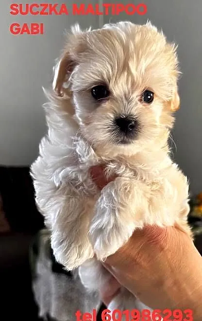 Maltipoo suczki gotowe do nowych domkow, Kujawsko-pomorskie, Inowrocław