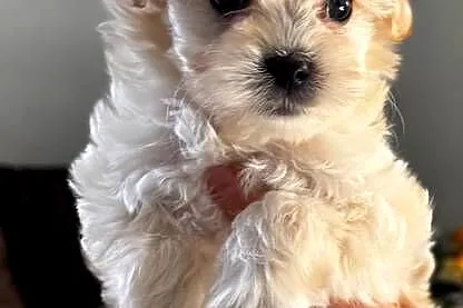 Maltipoo suczki gotowe do nowych domkow, Kujawsko-pomorskie, Inowrocław