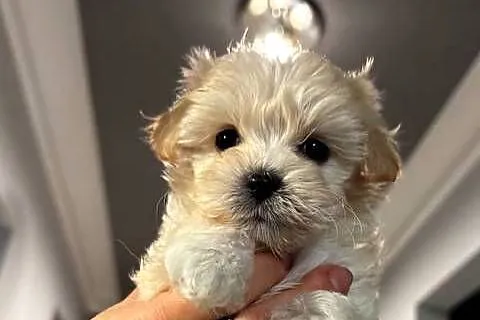 Maltipoo suczki gotowe do nowych domkow, Kujawsko-pomorskie, Inowrocław