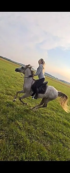 Wysoki wałach arabski do rajdów i rekreacji, ,