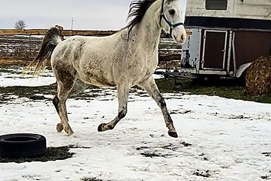Wysoki wałach arabski do rajdów i rekreacji, , 