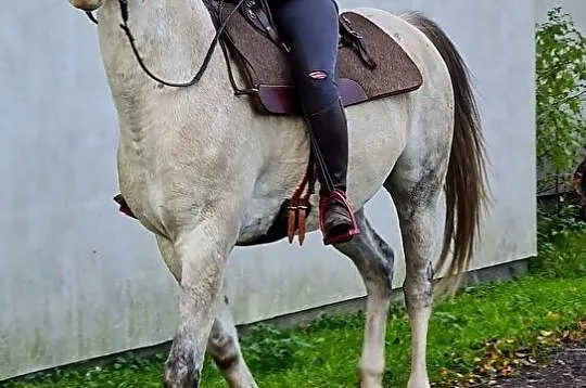 Wysoki wałach arabski do rajdów i rekreacji, , 