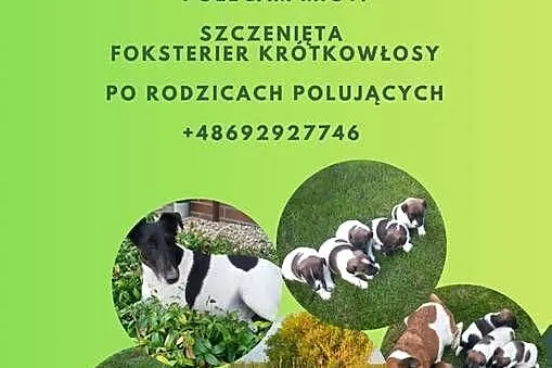 Szczenieta