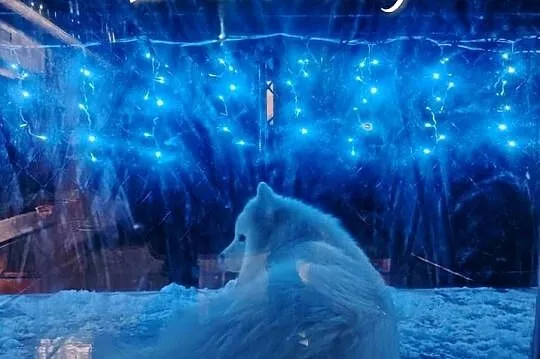 Samojed / Samoyed suczka