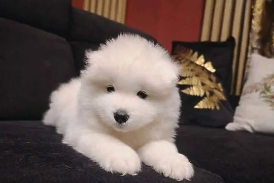 Samojed / Samoyed suczka, Małopolskie, Nowa Wieś
