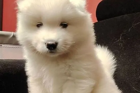 Samojed / Samoyed suczka, Małopolskie, Nowa Wieś