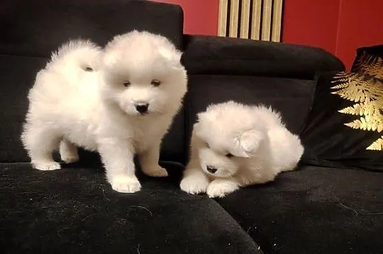 Samojed / Samoyed suczka, Małopolskie, Nowa Wieś