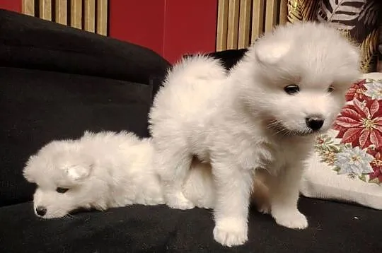 Samojed / Samoyed suczka, Małopolskie, Nowa Wieś