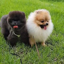 Czystorasowe szczenięta pomeraniana gotowe na nowy dom........