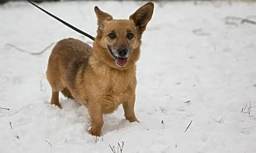 Wesoła,delikatna Foxy,wyjątkowej urody niskopodłog