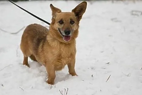 Wesoła,delikatna Foxy,wyjątkowej urody niskopodłog