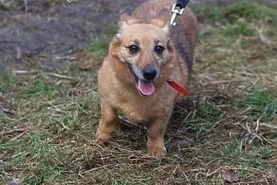 Wesoła,delikatna Foxy,wyjątkowej urody niskopodłog