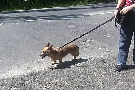 Wesoła,delikatna Foxy,wyjątkowej urody niskopodłog