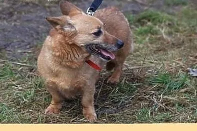 Wesoła,delikatna Foxy,wyjątkowej urody niskopodłog