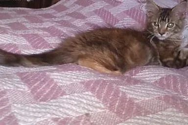 Pięknie umaszczona kolorowa kotka MCO,  wielkopols