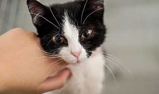Łatka - cudna, 3 miesięczna kocia dama do adopcji