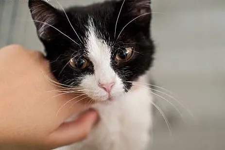 Łatka - cudna, 3 miesięczna kocia dama do adopcji 