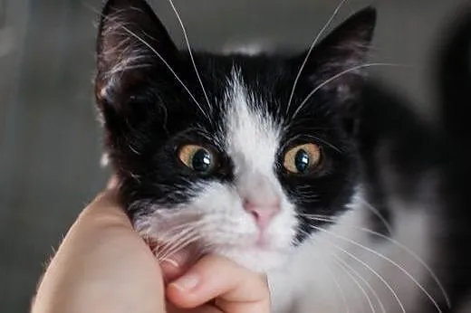 Łatka - cudna, 3 miesięczna kocia dama do adopcji 