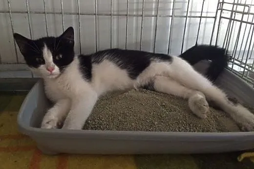 Łatka - cudna, 3 miesięczna kocia dama do adopcji 
