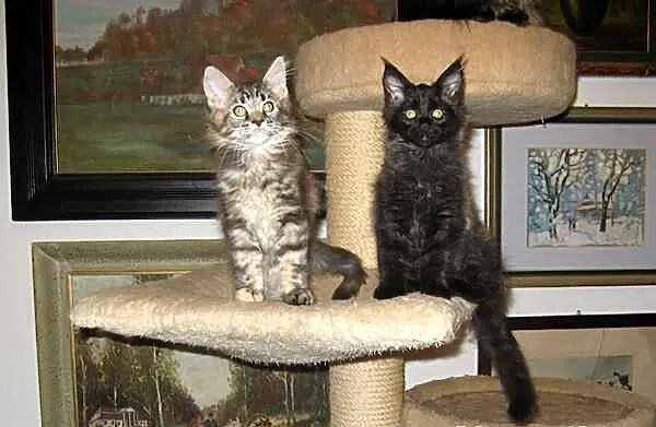 Radosne, śliczne kocięta maine coon :)))
