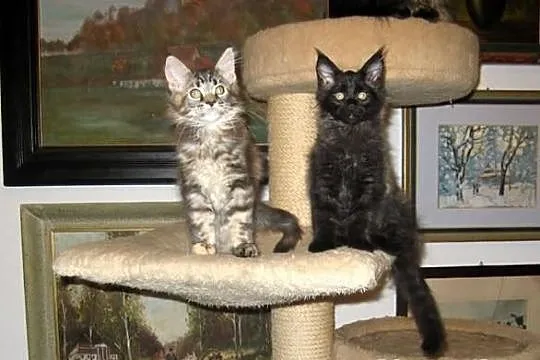 Radosne, śliczne kocięta maine coon :)))