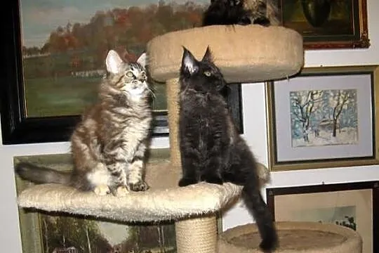 Radosne, śliczne kocięta maine coon :)))