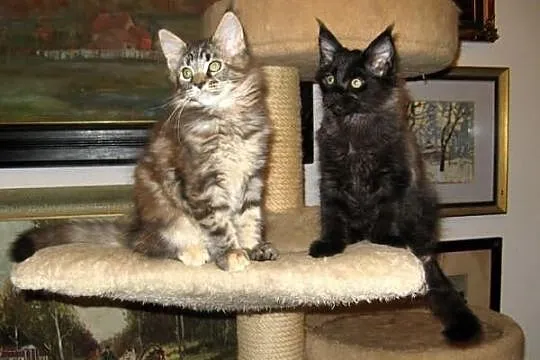 Radosne, śliczne kocięta maine coon :)))