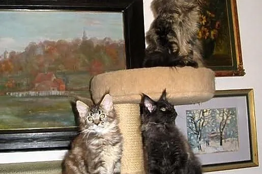 Radosne, śliczne kocięta maine coon :)))