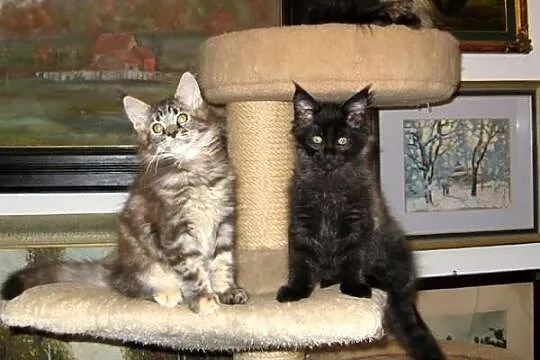 Radosne, śliczne kocięta maine coon :)))