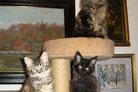 Radosne, śliczne kocięta maine coon :)))