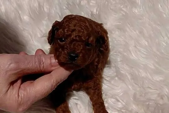 Pudel toy - piesek red brown