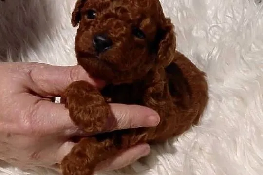 Pudel toy - piesek red brown, Mazowieckie, Wyszków