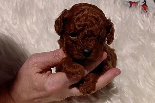 Pudel toy - piesek red brown, Mazowieckie, Wyszków