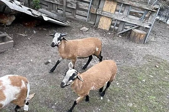 Owce Kamerunskie oswojone