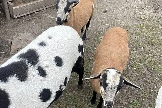 Owce Kamerunskie oswojone, Wielkopolskie, Pleszew