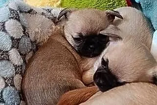 CHIHUAHUA KRÓTKOWŁOSY, Śląskie, Dąbrowa Górnicza