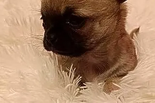 CHIHUAHUA KRÓTKOWŁOSY, Śląskie, Dąbrowa Górnicza
