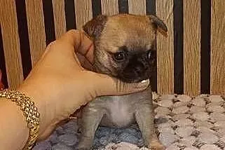 CHIHUAHUA KRÓTKOWŁOSY, Śląskie, Dąbrowa Górnicza